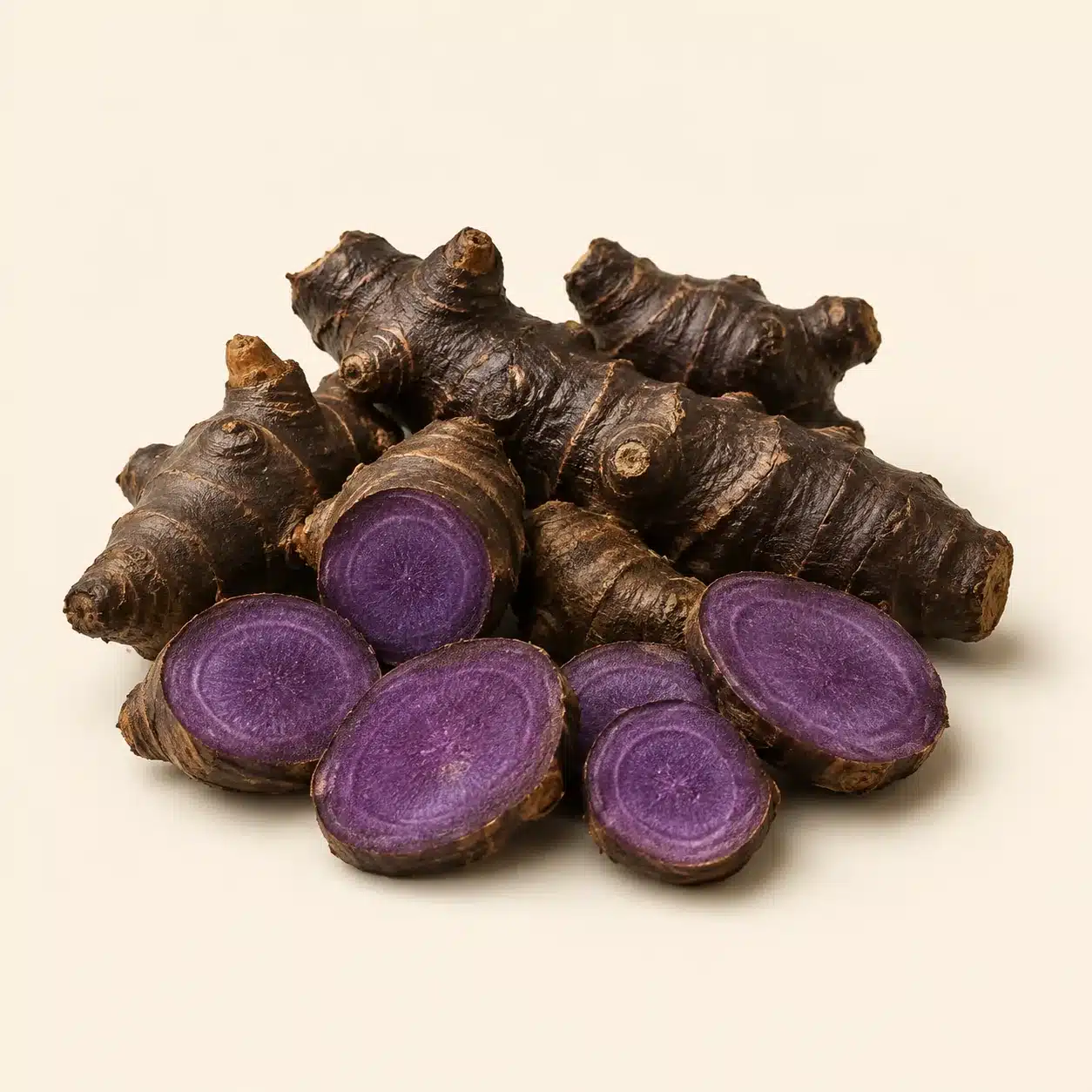 Illustration of black galangal: rhizome