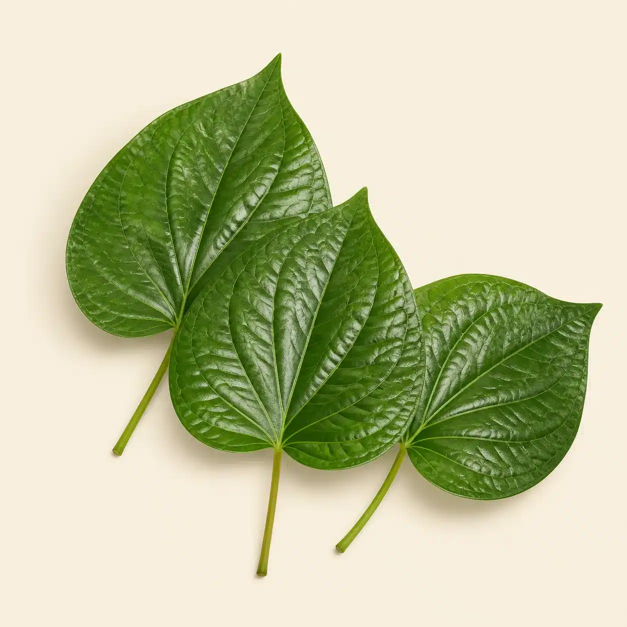 Illustration of chaplu: leaves