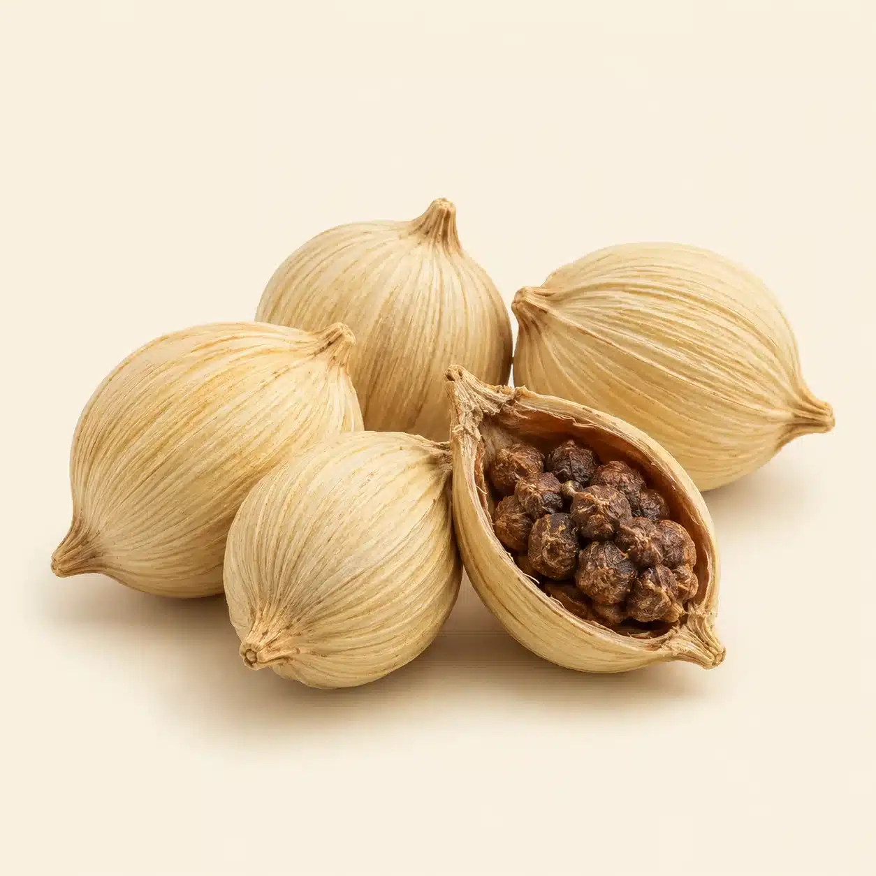 Illustration of siam cardamom: fruit