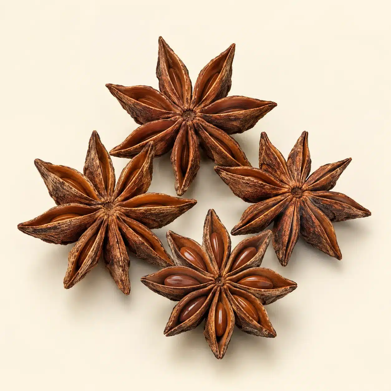 Illustration of star anise: fruit